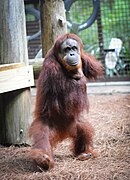 Mari the orangutan at Center for Great Apes.jpg