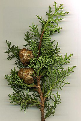 Välimerensypressin (Cupressus sempervirens) oksia ja käpyjä