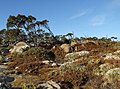 15 octobre 2012 Végétation sur le Mont Wellington en Tasmanie