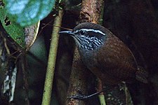 Munchique wood-wren