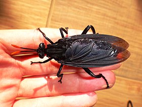 Fotografia de um espécime de Gauromydas heros, considerada "a maior mosca do mundo", nos dedos da mão de um humano.