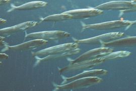 Pacific sardine002.jpg