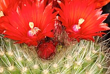 Parodia penicillata pm 01.JPG