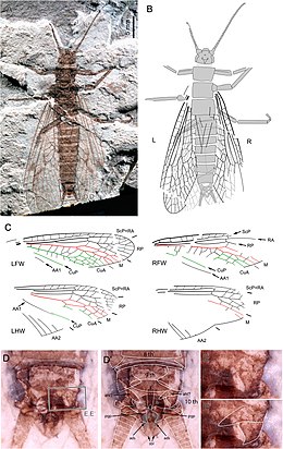 Een exemplaar van Pteroliriope sinitshenkovae uit het Midden-Jura. Deze fossiele soort leefde in China en is tot in detail gereconstrueerd.