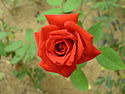 Red rose