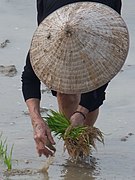 Repiquage du riz au nord de Hanoï.