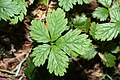 Rubus pedatus