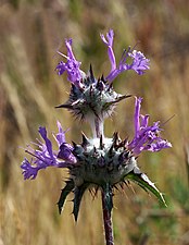 Tistelsalvia Salvia cardaucea