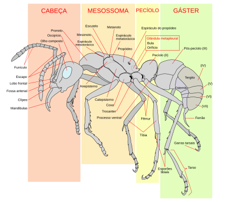 Ilustração de uma formiga com textos dizendo cada parte de seu corpo.