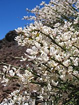 Brnistra Cytisus supranubius