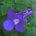 Streptocarpus caulescens