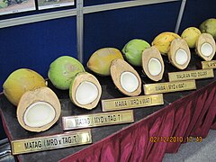 Susunan varieti kelapa di Malaysia semasa di MAHA.