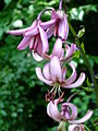 Türkenbund (Lilium martagon)