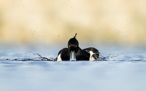 Tufted duck flaps its wings in Nagadaha lake, Nepal - (Drinking games).jpg