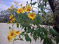 Tithonia diversifolia