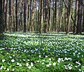 As anemones de bosque poden chegar a formar grandes colonias en condicións favorables