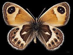 Coenonympha vaucheri ♂ △