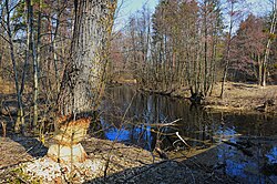 Підгризене бобрами дерево