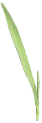 202404 3-Tr.aestivum-growth.svg