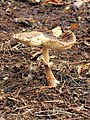 knolparasolzwam (Chlorophyllum rhacodes, synoniem: Macrolepiota rhacodes)