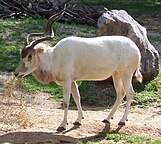 Addax nasomaculatus