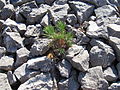 Young tree, Calanques (France)