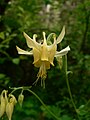 Aquilegia flavescens