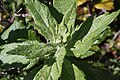 Artemisia suksdorfii
