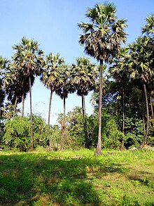 Borassus flabellifer in Mumbai, India.JPG