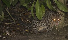 Description de l'image Borneo clouded leopard.jpg.