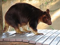 Buergers' tree-kangaroo (Dendrolagus goodfellowi buergersi)