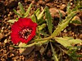 Centaurea tchihatcheffii, endemisme de Turquia