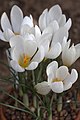 Crocus hadriaticus (H)