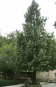 Cupressus glabra Pieria.jpg