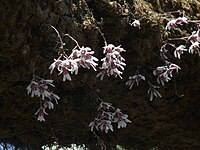 Dendrobium microbulbon