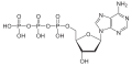 Desoxyadenosin- triphosphat (dATP)