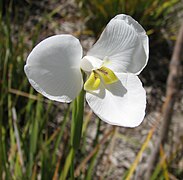 Flor de Diplarrena moraea.