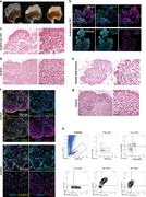 Functional repopulation of whole-organ thymus scaffolds.webp