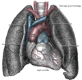 Visió frontal del cor i dels pulmons.