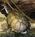 Helmeted Turtle