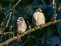 Image 8House sparrows in Central Park