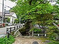 柏原八幡神社近くの川をまたいで伸びるケヤキの大木の根（兵庫県指定天然記念物）。