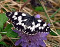 * Nomination Melanargia galathea--Lucarelli 22:48, 18 August 2010 (UTC) * Promotion nice --Mbdortmund 02:09, 19 August 2010 (UTC)