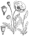 Descrição da papoila em 1892, pelo botânico esloveno Martin Cilensek.