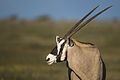 53 Oryx gazella - Etosha 2014 uploaded by Yathin sk, nominated by Yathin sk