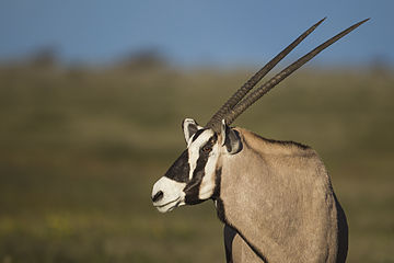 'n Gemsbok in die Nasionale Etoshawildtuin, Namibië.