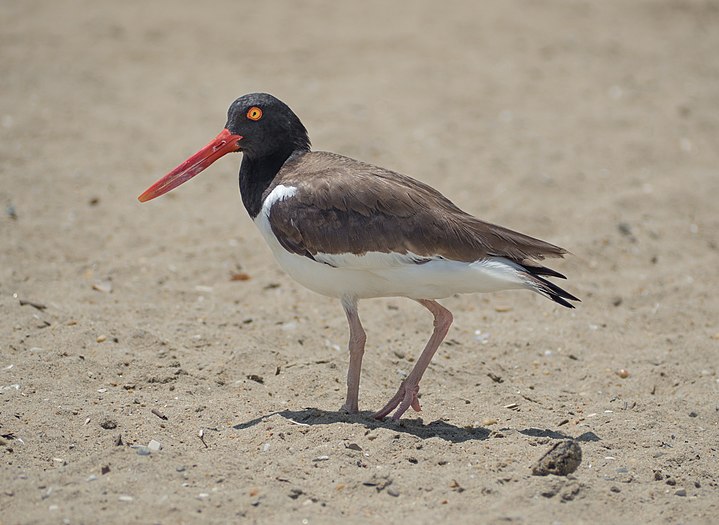 Oystercatcher