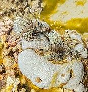 Pterois miles en el Mar Rojo.