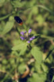 Kleine Braunelle (Prunella vulgaris) mit abfliegender Hummel