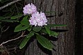 Rhododendron macrophyllum